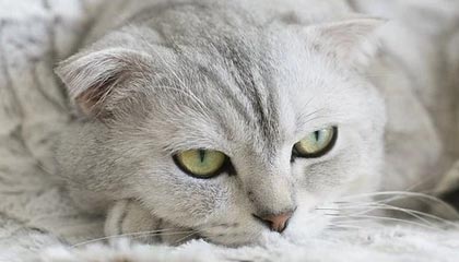 每周股票复盘：人民网（603000）股东户数减少3.89%