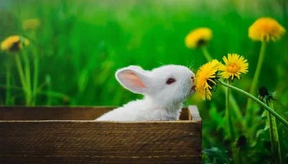 每周股票复盘：人民网（603000）聘任孟宇红为副总编辑