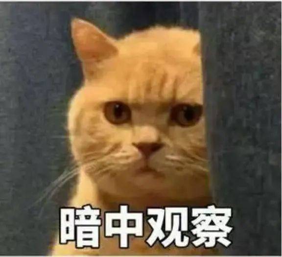 中考太难想转国际学校？真相扎心：优等生竟被这项入学考“劝退”