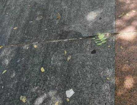 太恶心！上海街头大量出现！地上、车上、鞋上全都黏糊糊的！网友傻眼：根本擦不干净