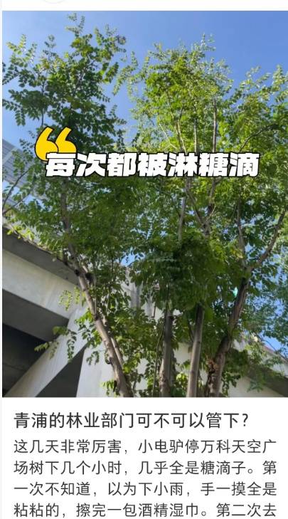 太恶心！上海街头大量出现！地上、车上、鞋上全都黏糊糊的！网友傻眼：根本擦不干净