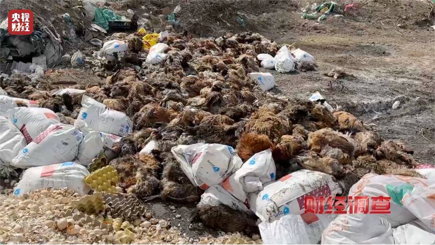 恶臭弥漫、垃圾围村!总台《财经调查》曝光多地违法倾倒乱象→