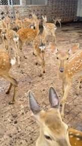 萌宠动物回收合法吗